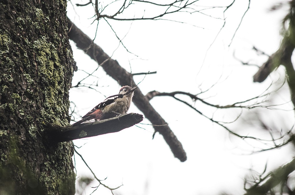 Himalayan Woodpecker - Ameya Deshpande