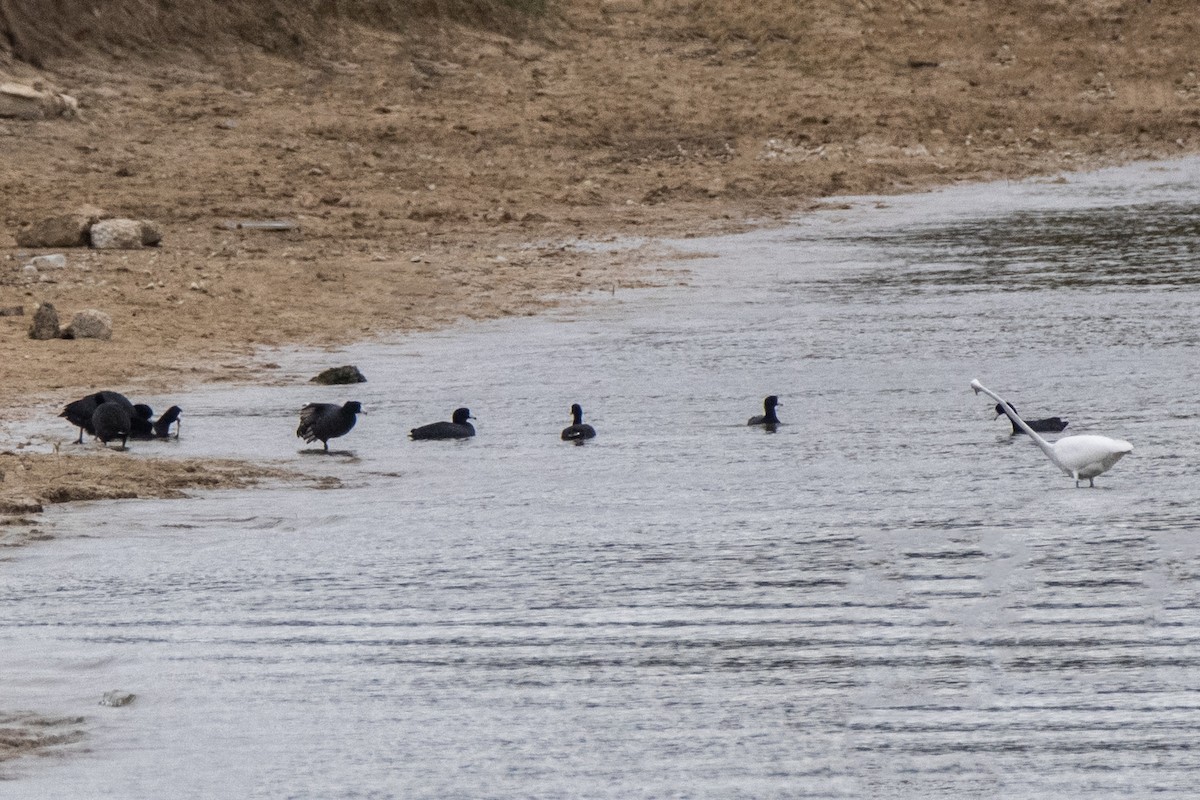 American Coot - ML628626378