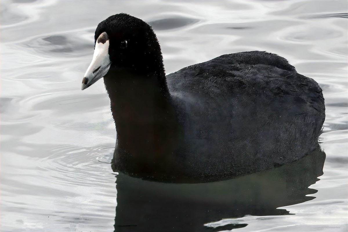 American Coot - ML628626387