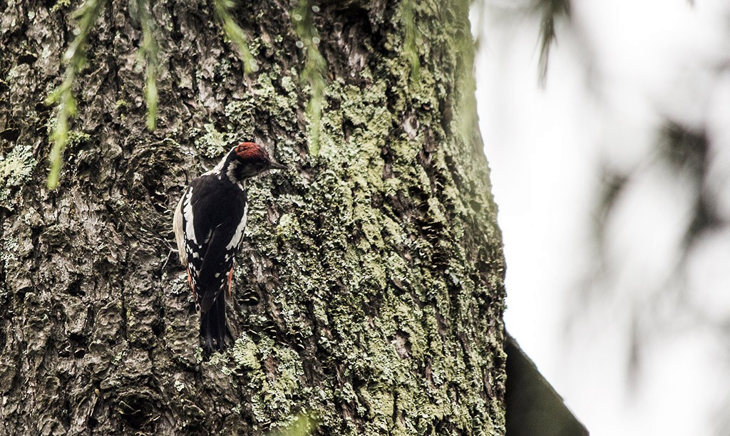 Himalayan Woodpecker - Ameya Deshpande