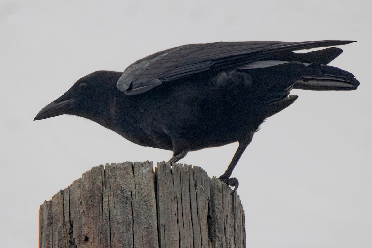 American Crow - ML628626472