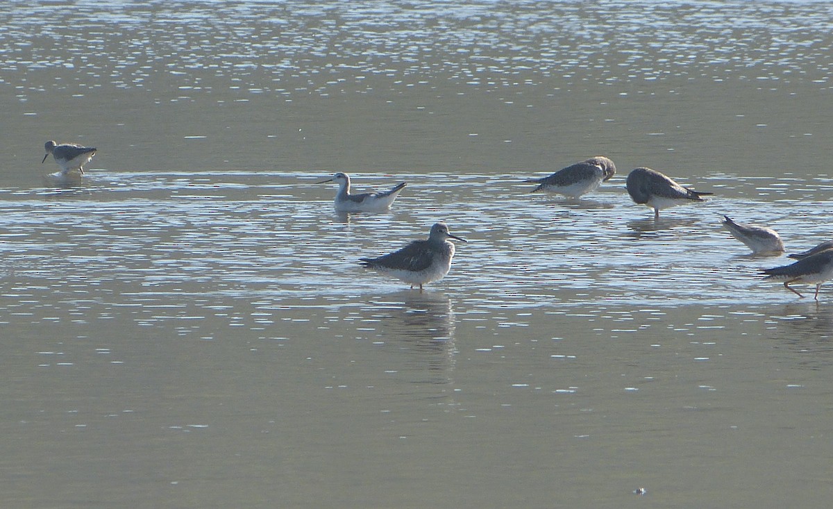 Wilson's Phalarope - ML628626474