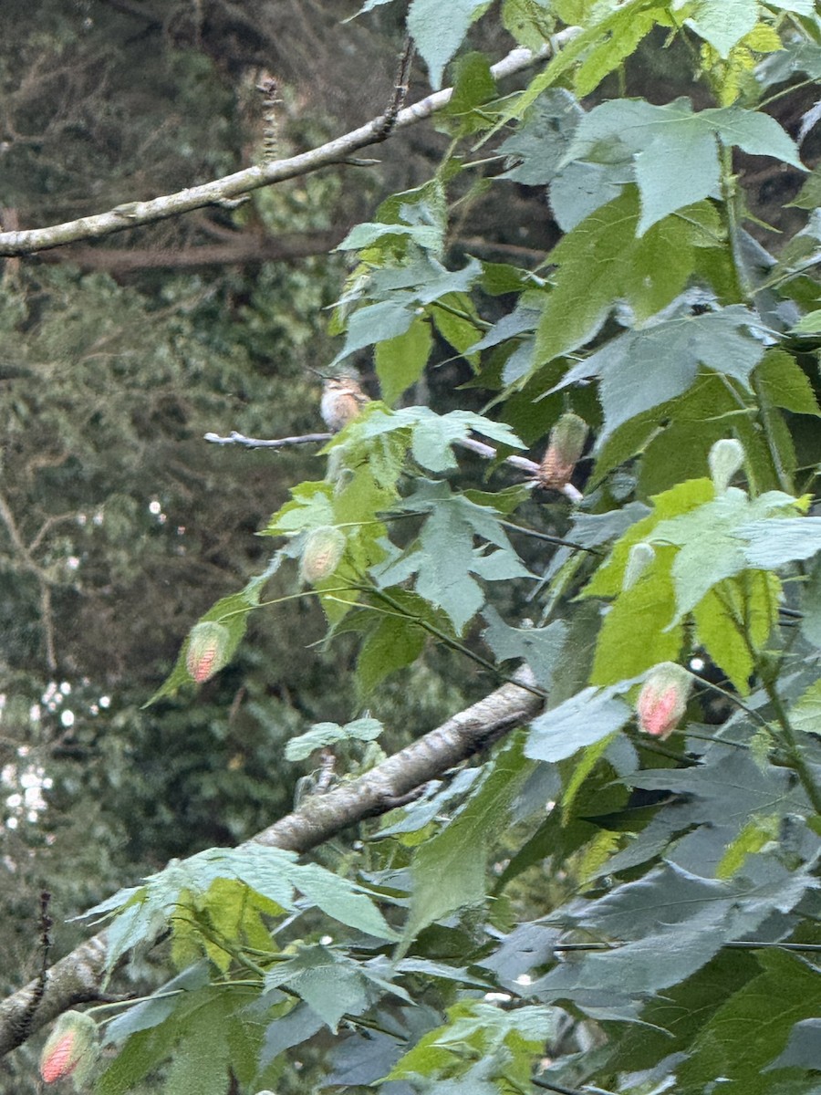 Rufous Hummingbird - ML628626644