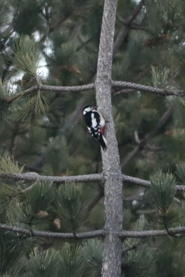 Great Spotted Woodpecker - ML628626686