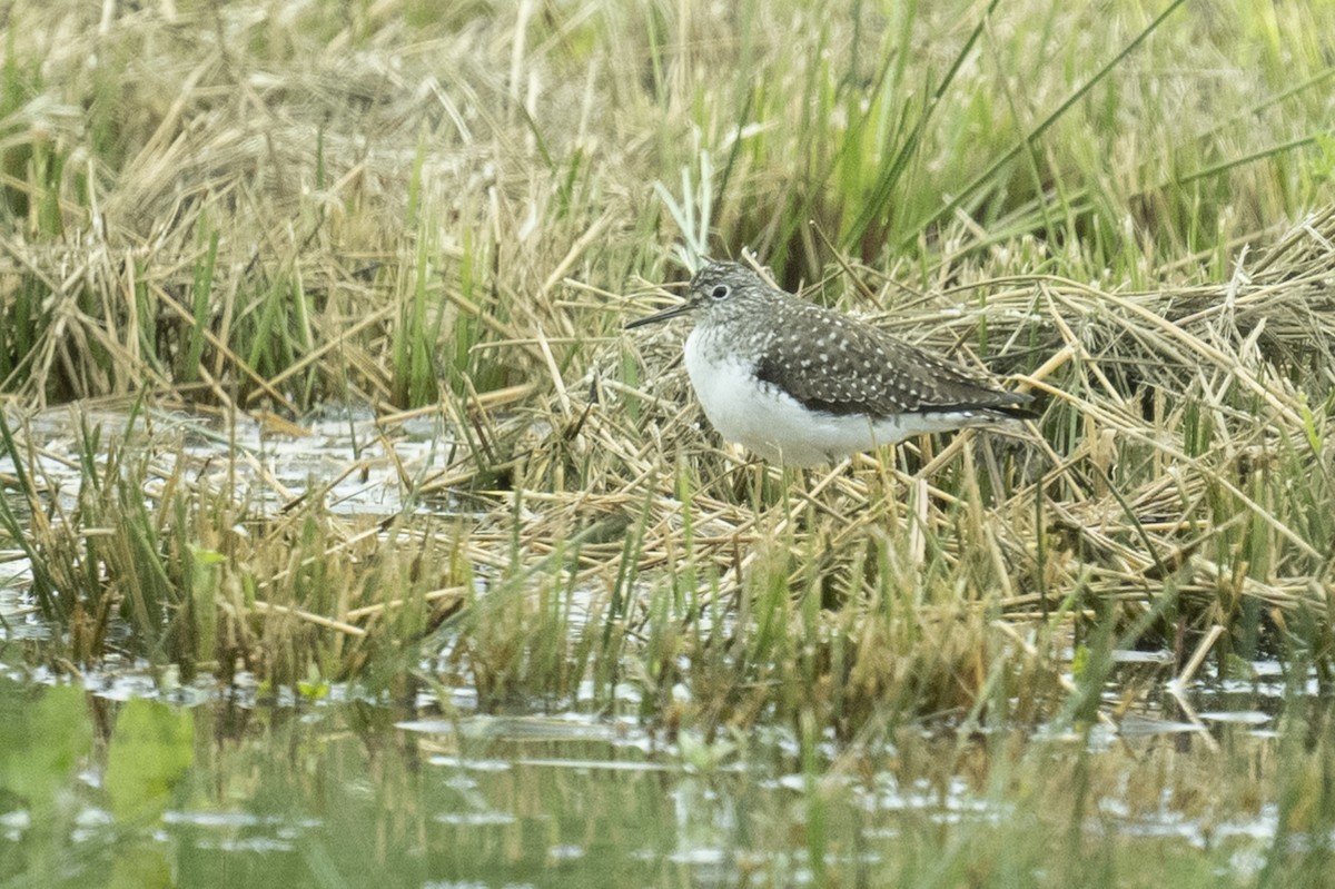 Solitary Sandpiper - ML628626687