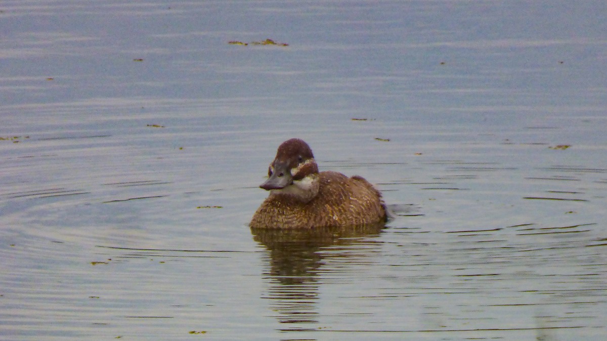 Andean/Lake Duck - ML628626745