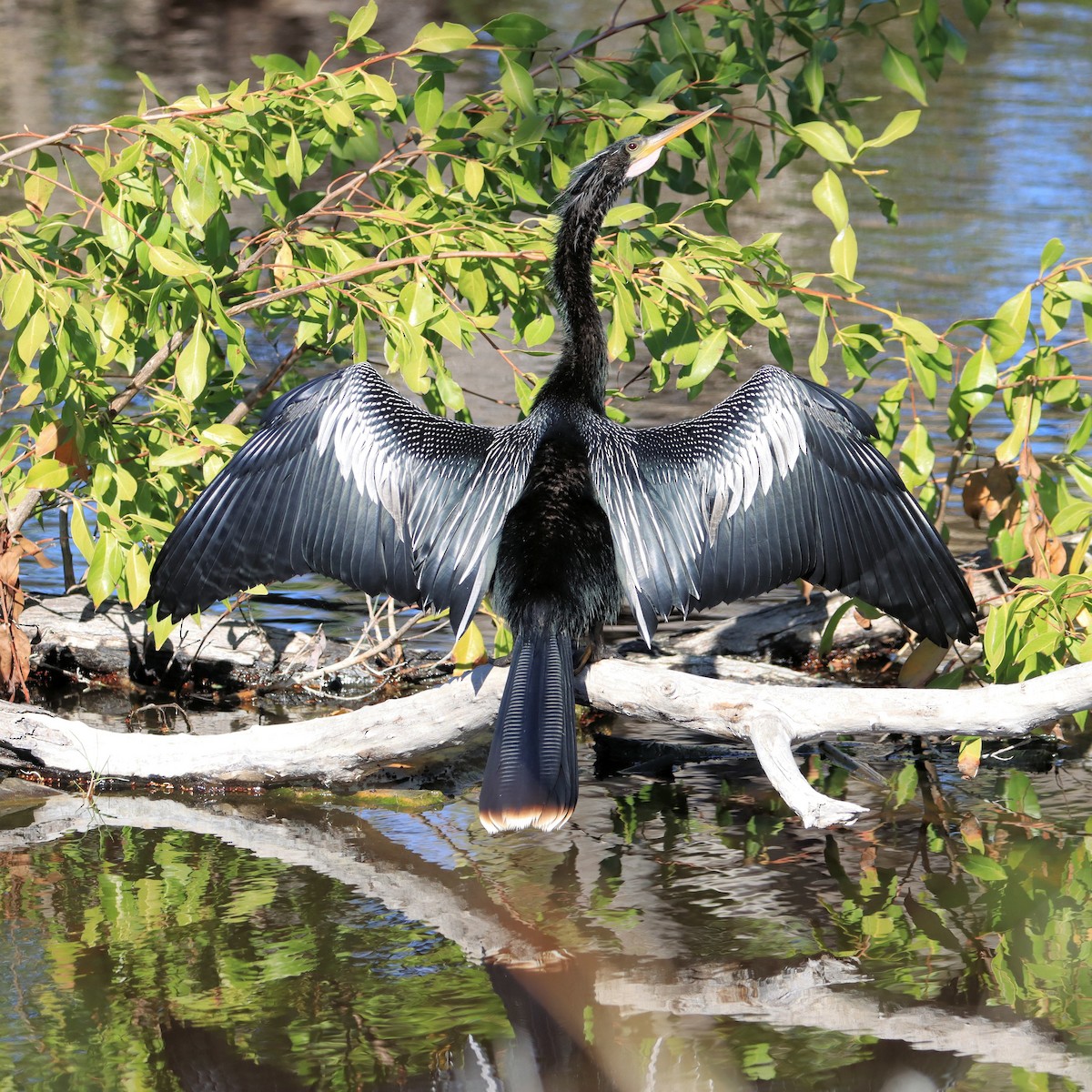 Anhinga amerikarra - ML628626748