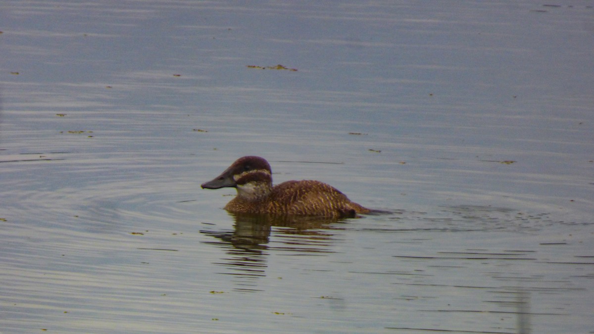 Andean/Lake Duck - ML628626766
