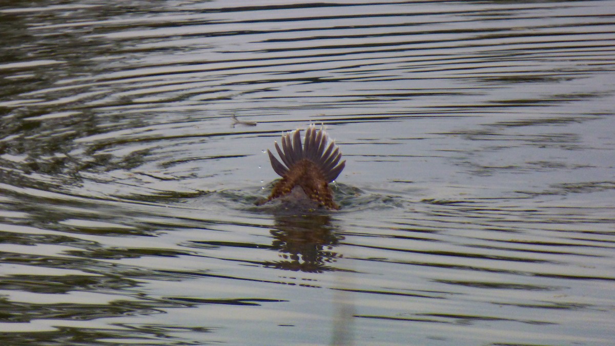 Andean/Lake Duck - ML628626787
