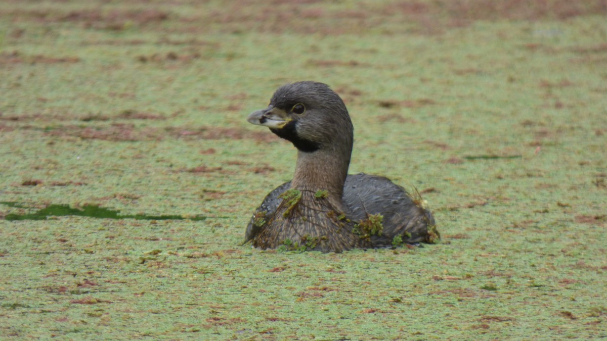 Pied-billed Grebe - ML628626812