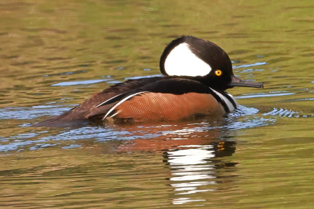Hooded Merganser - ML628626847