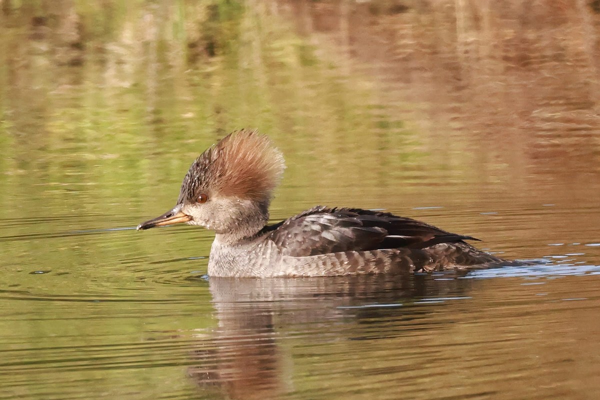 Hooded Merganser - ML628626885