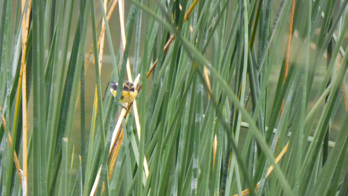 Many-colored Rush Tyrant - ML628626942