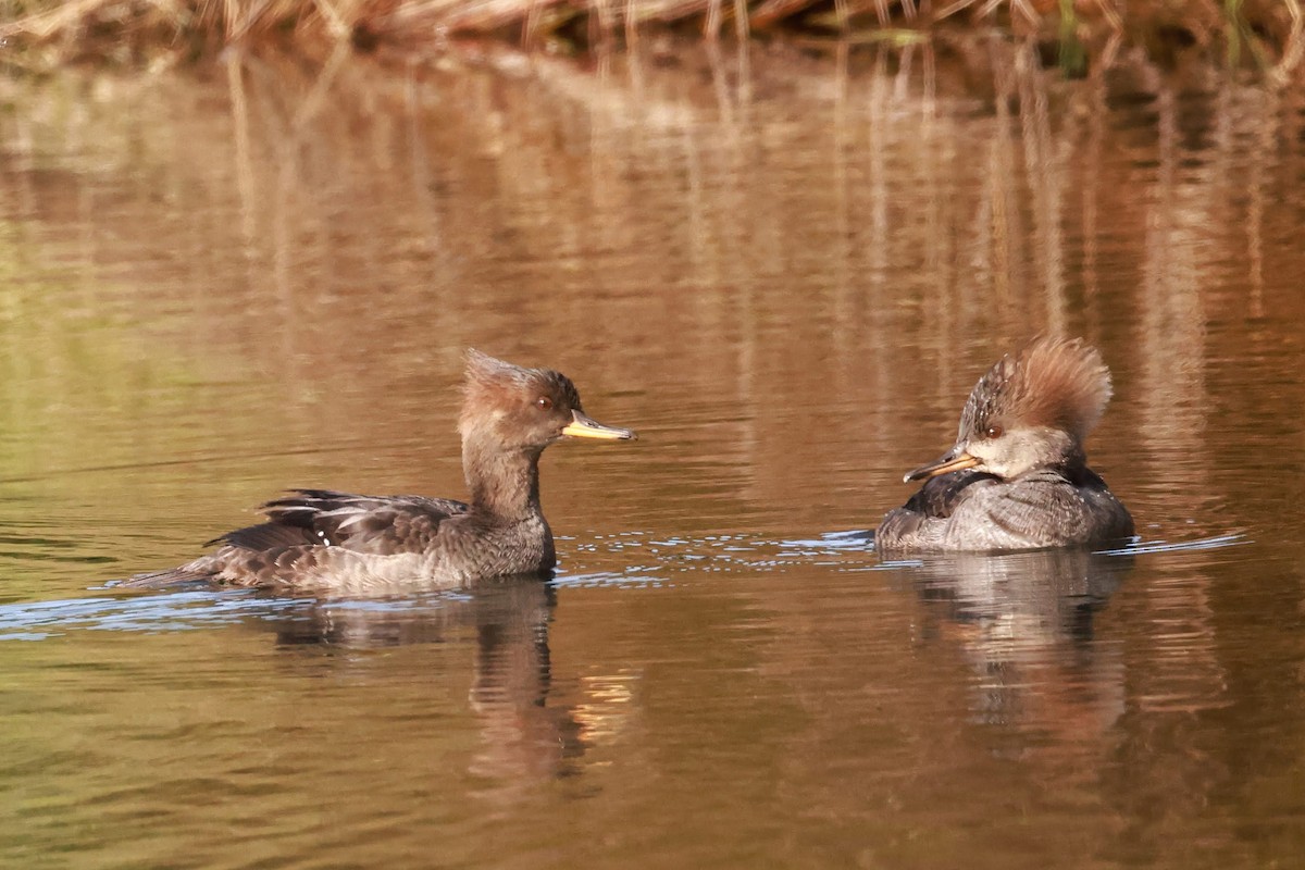 Hooded Merganser - ML628626974