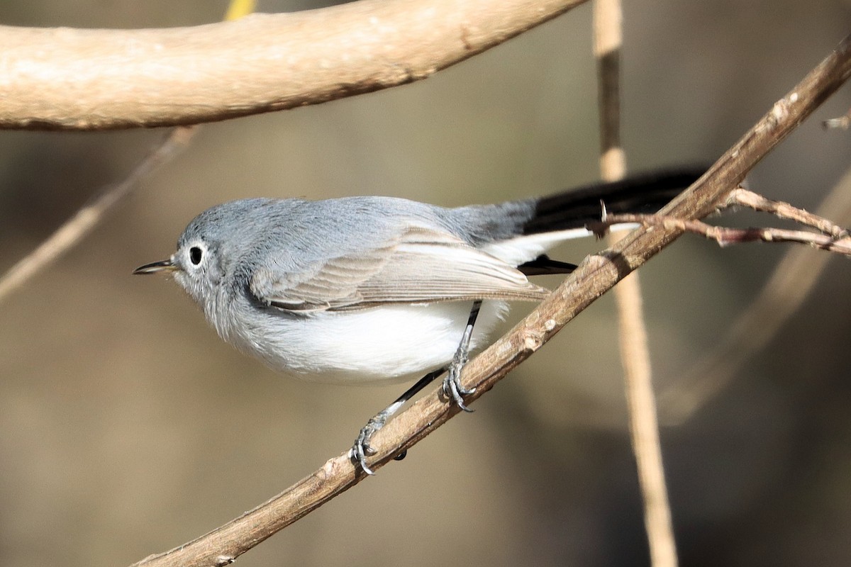 Blue-gray Gnatcatcher - ML628626975