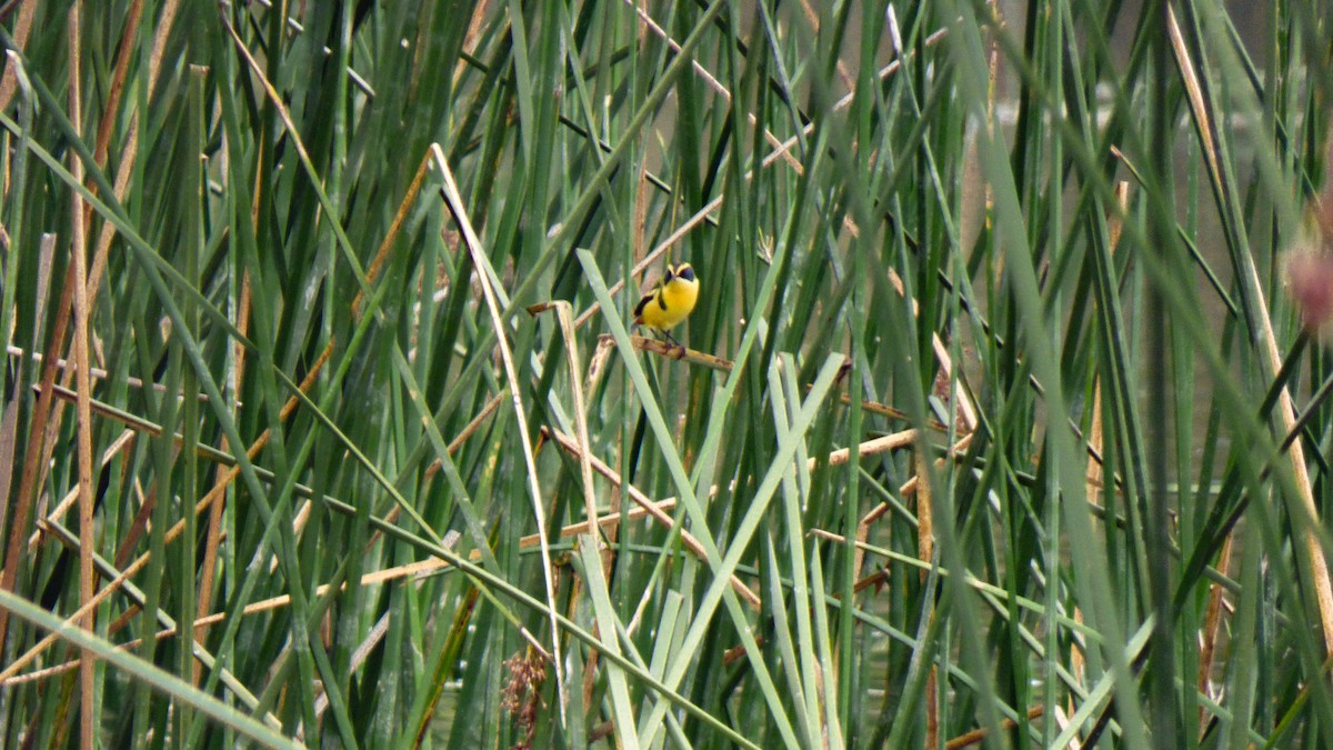 Many-colored Rush Tyrant - ML628626990