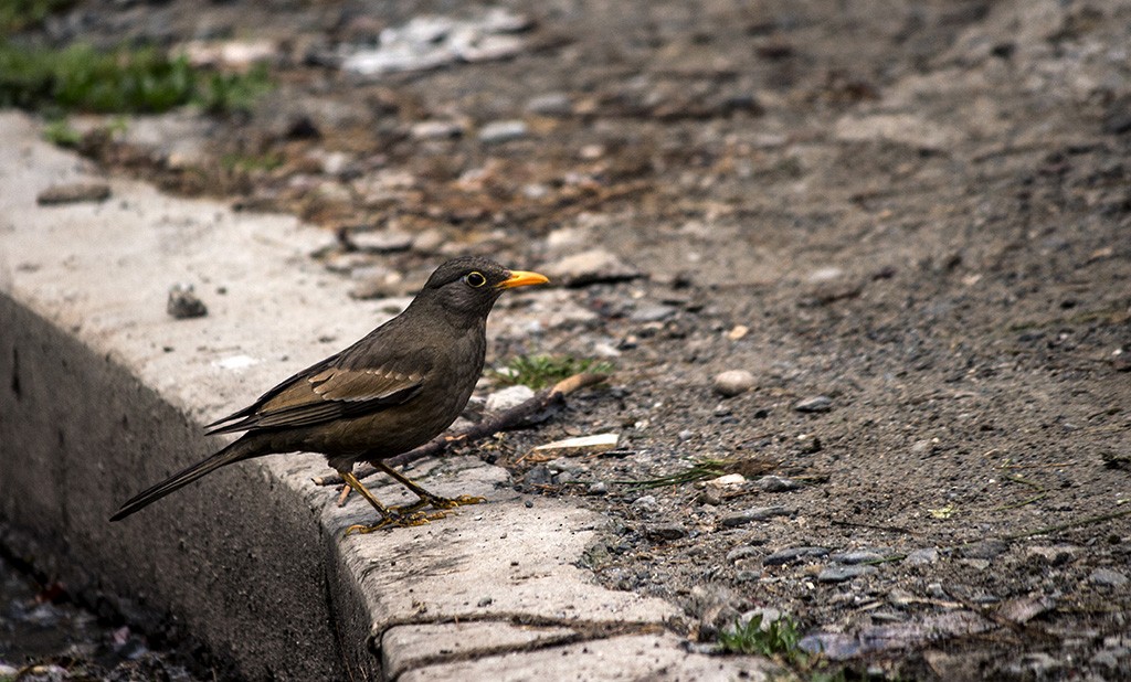 Gray-winged Blackbird - Ameya Deshpande