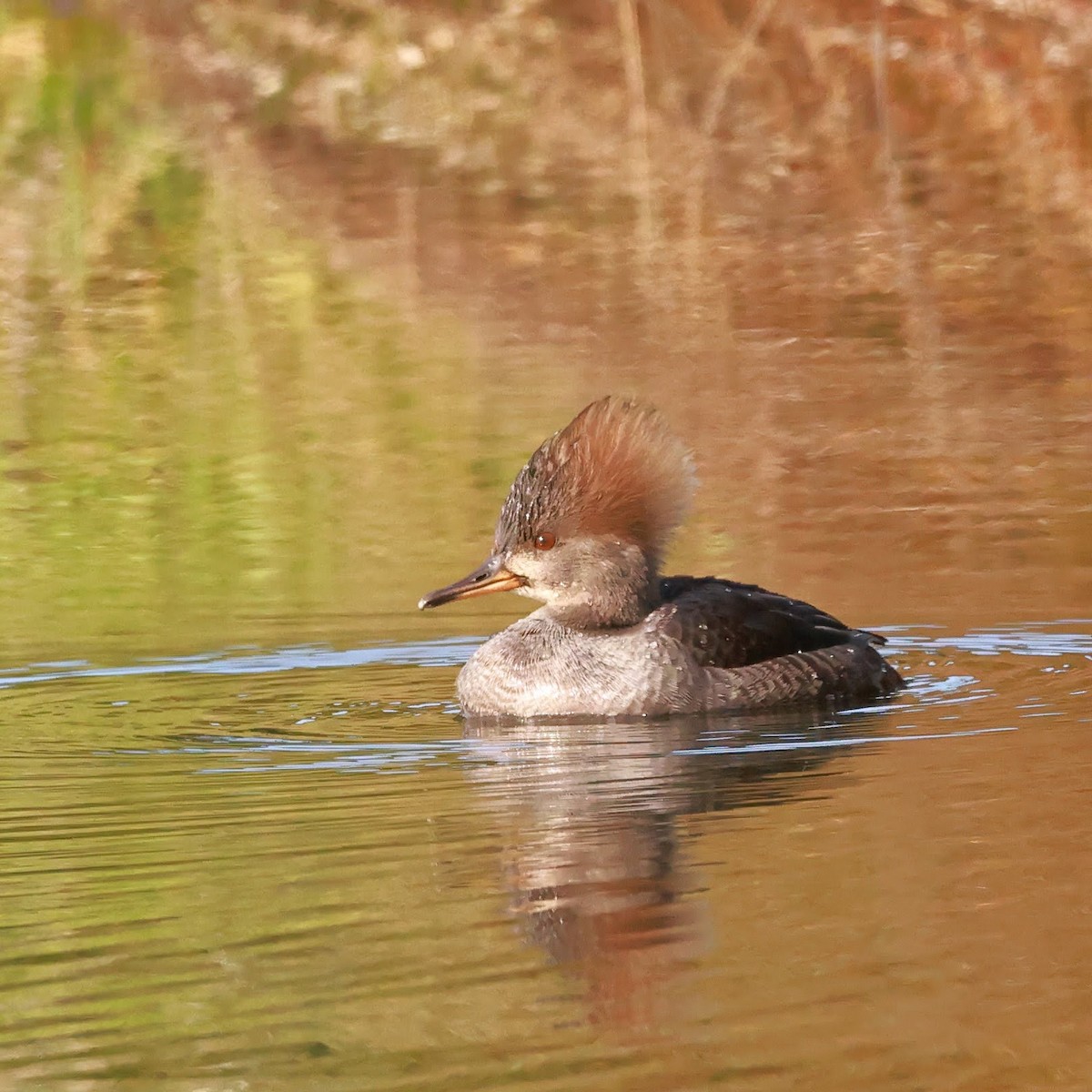 Hooded Merganser - ML628627022