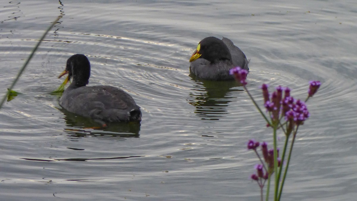 Red-gartered Coot - ML628627033