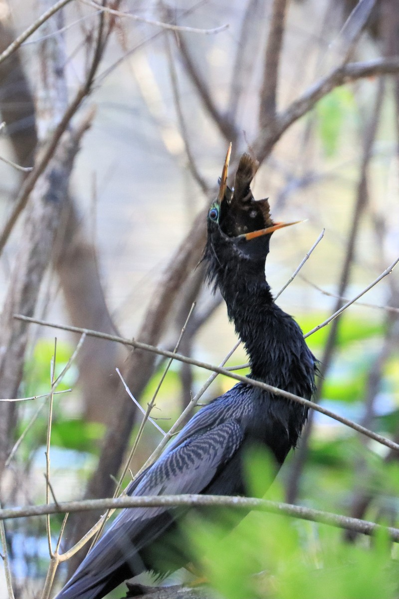 Anhinga amerikarra - ML628627110