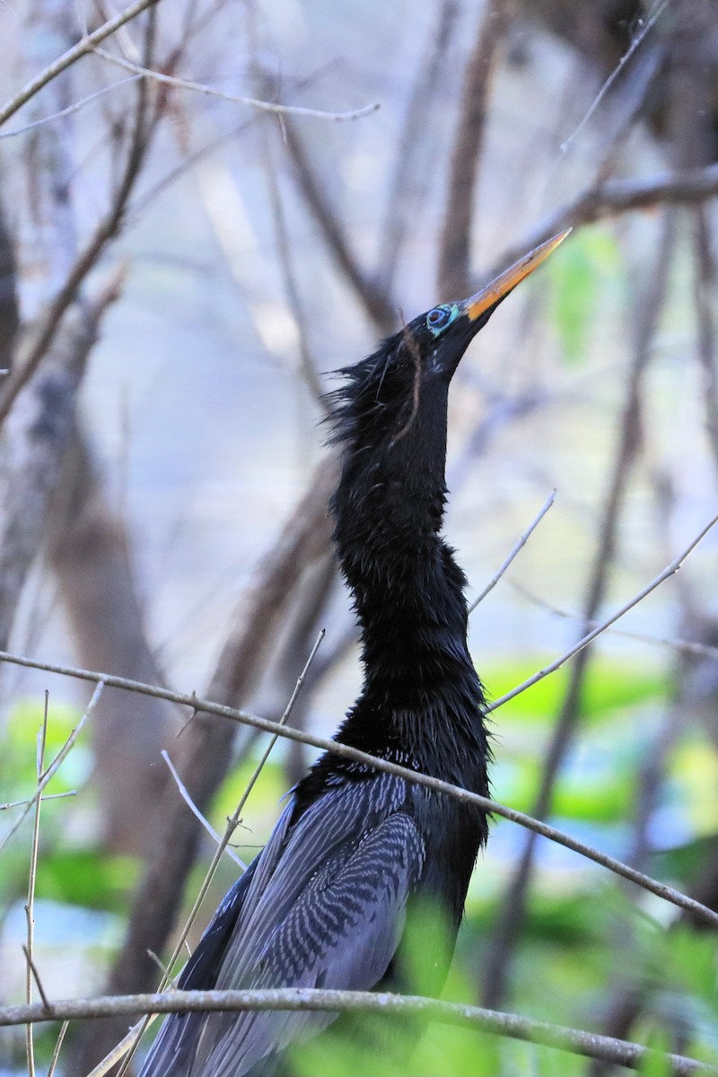 Anhinga amerikarra - ML628627111