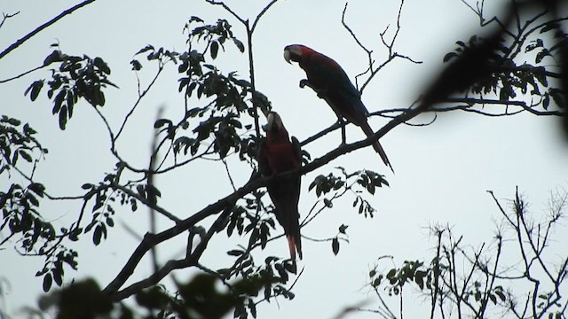 Red-and-green Macaw - ML628627122