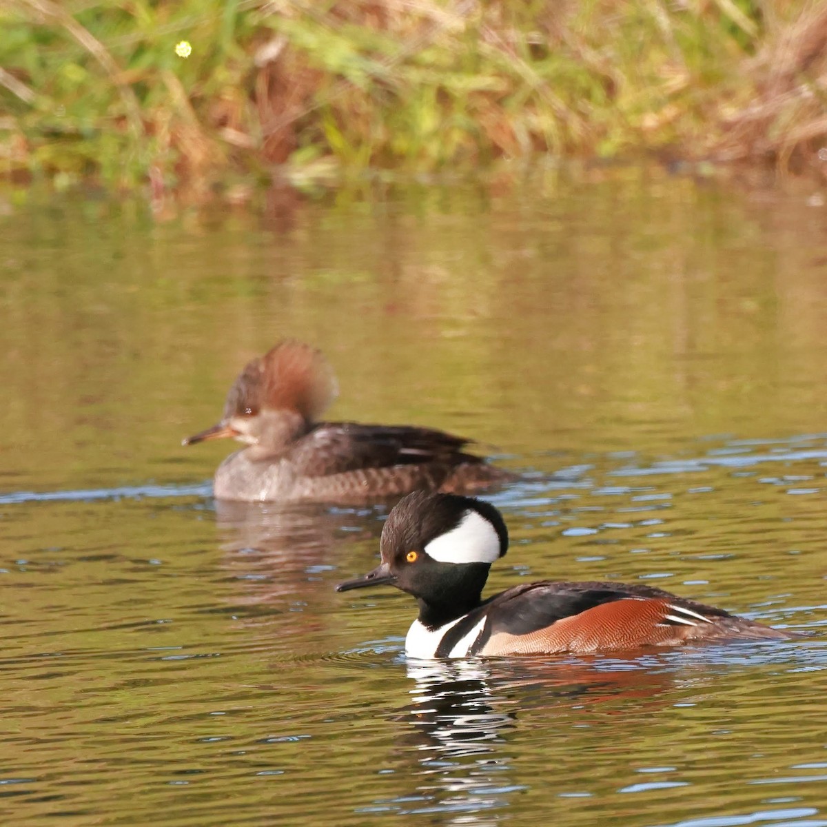 Hooded Merganser - ML628627219