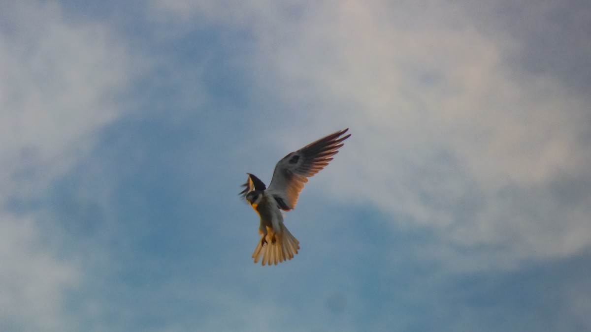 White-tailed Kite - ML628627254