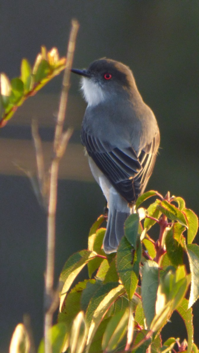 Fire-eyed Diucon - ML628627283