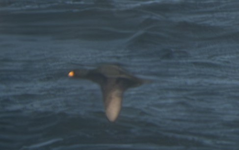 Black Scoter - ML628627293