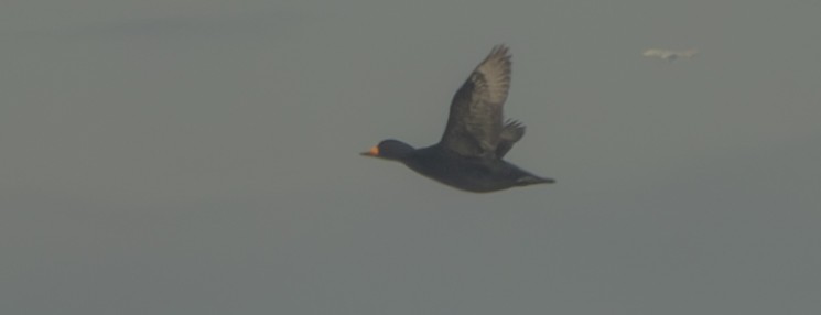 Black Scoter - ML628627324