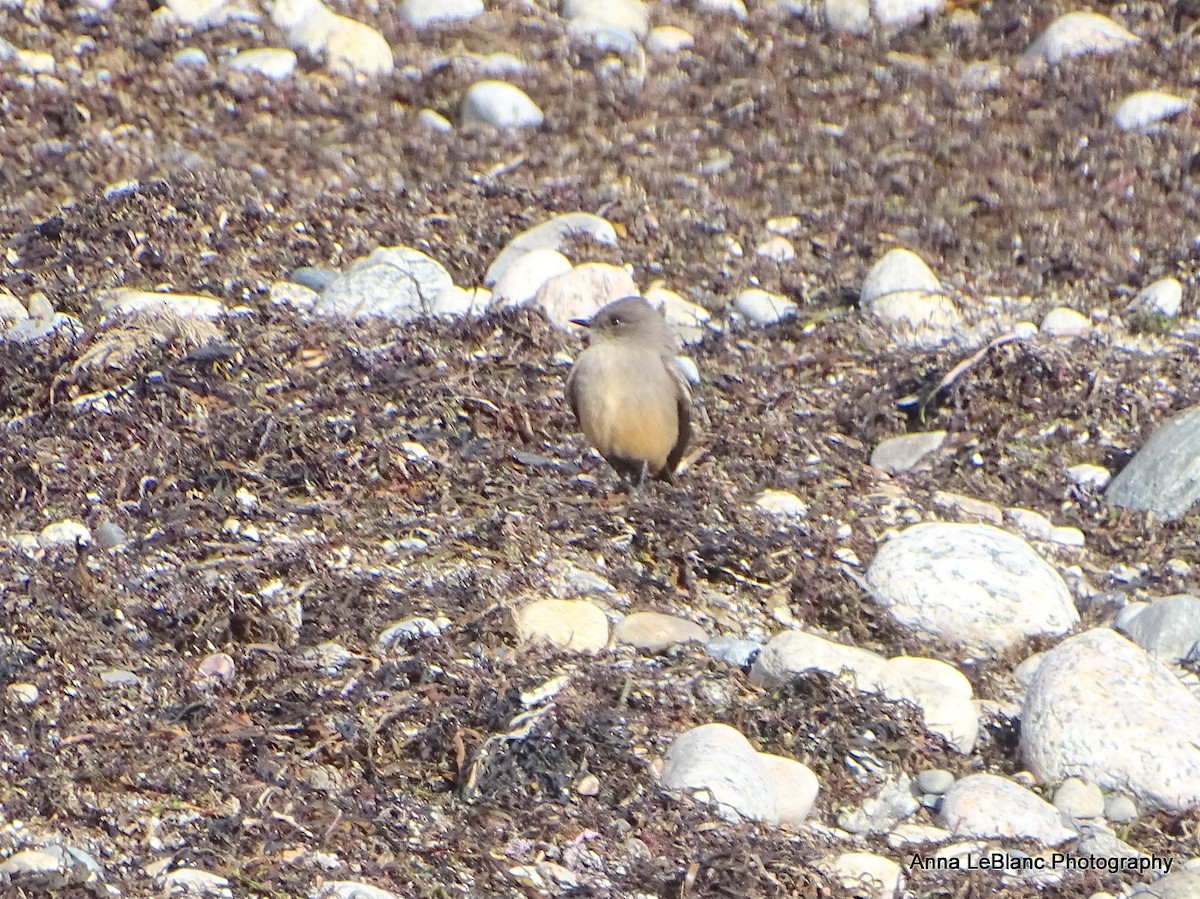 チャイロツキヒメハエトリ - ML628627340