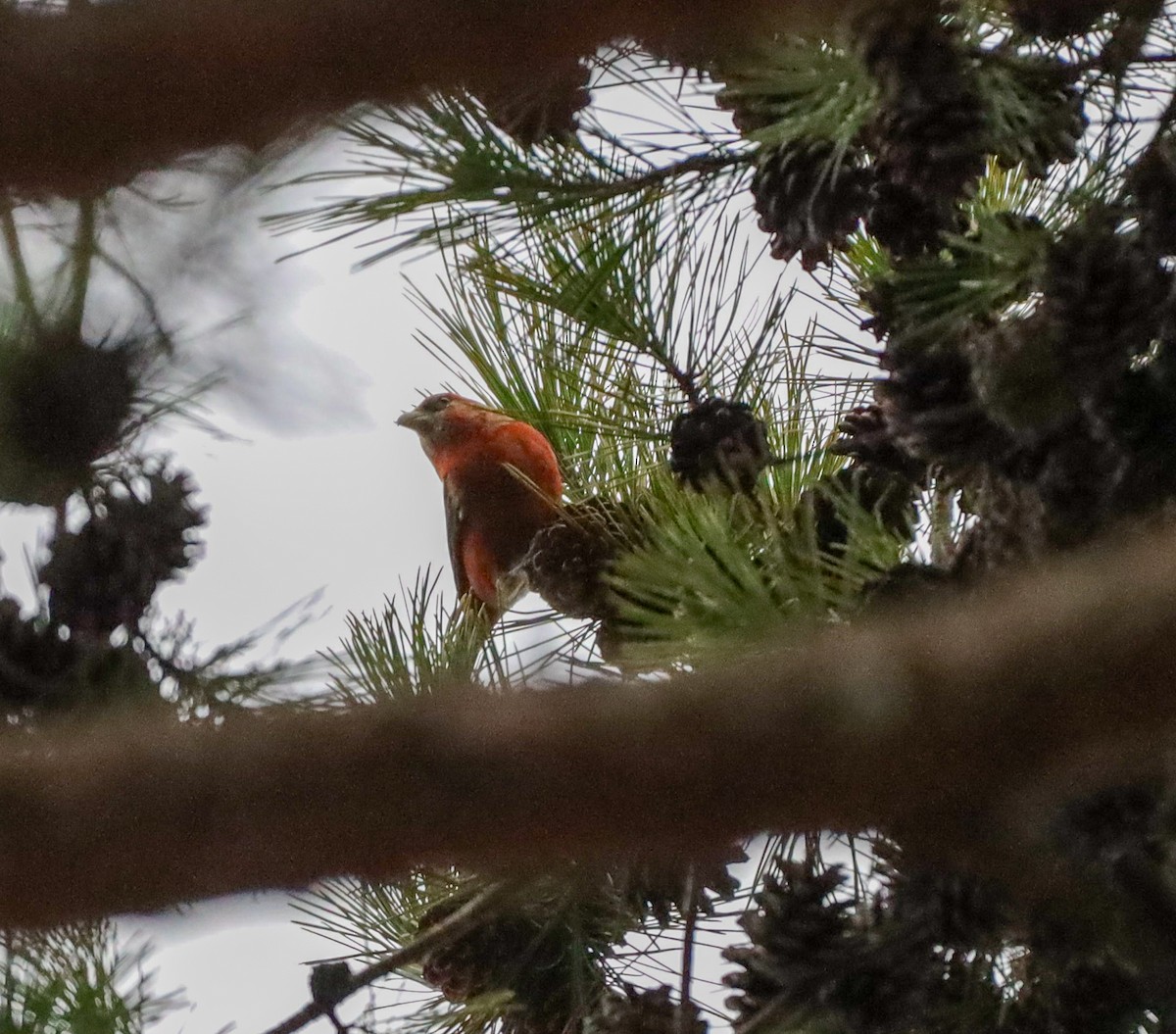 Red Crossbill - ML628627435
