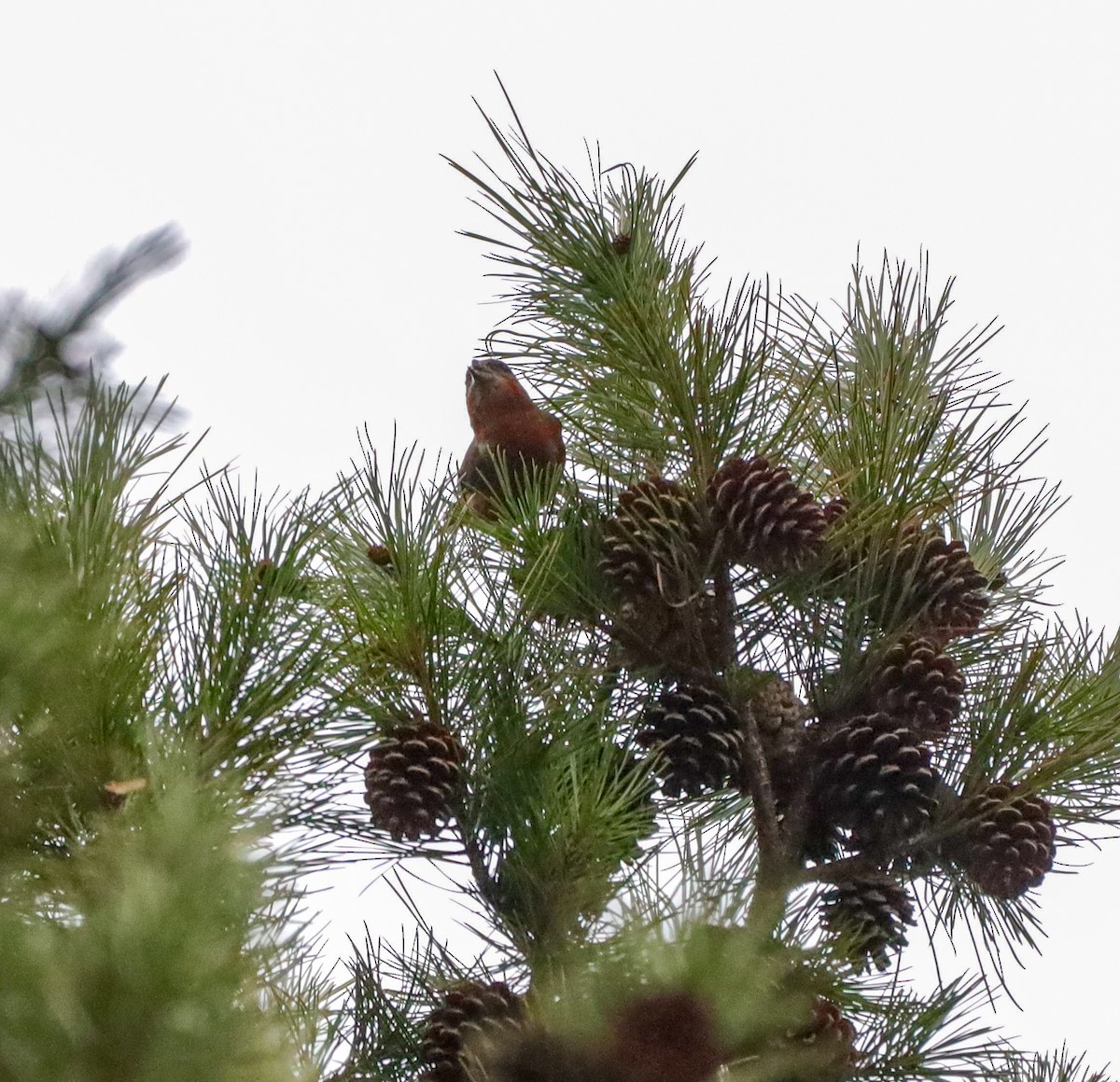 Red Crossbill - ML628627436
