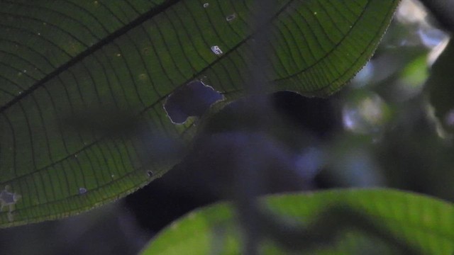 コンゴウモリクイナ - ML628627441