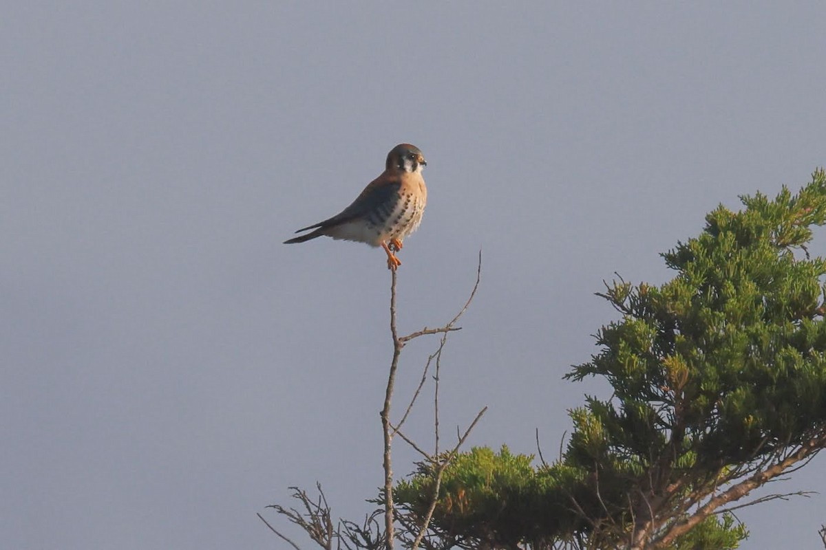 American Kestrel - ML628627620