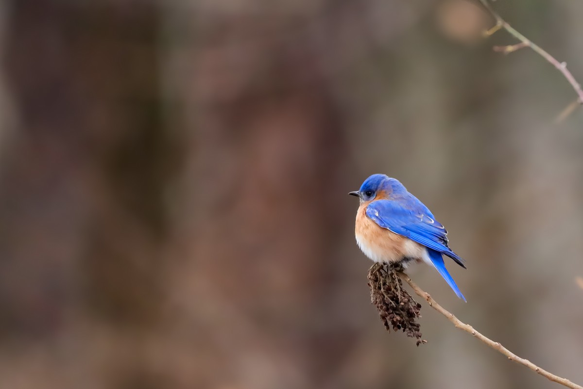 Eastern Bluebird - ML628627725