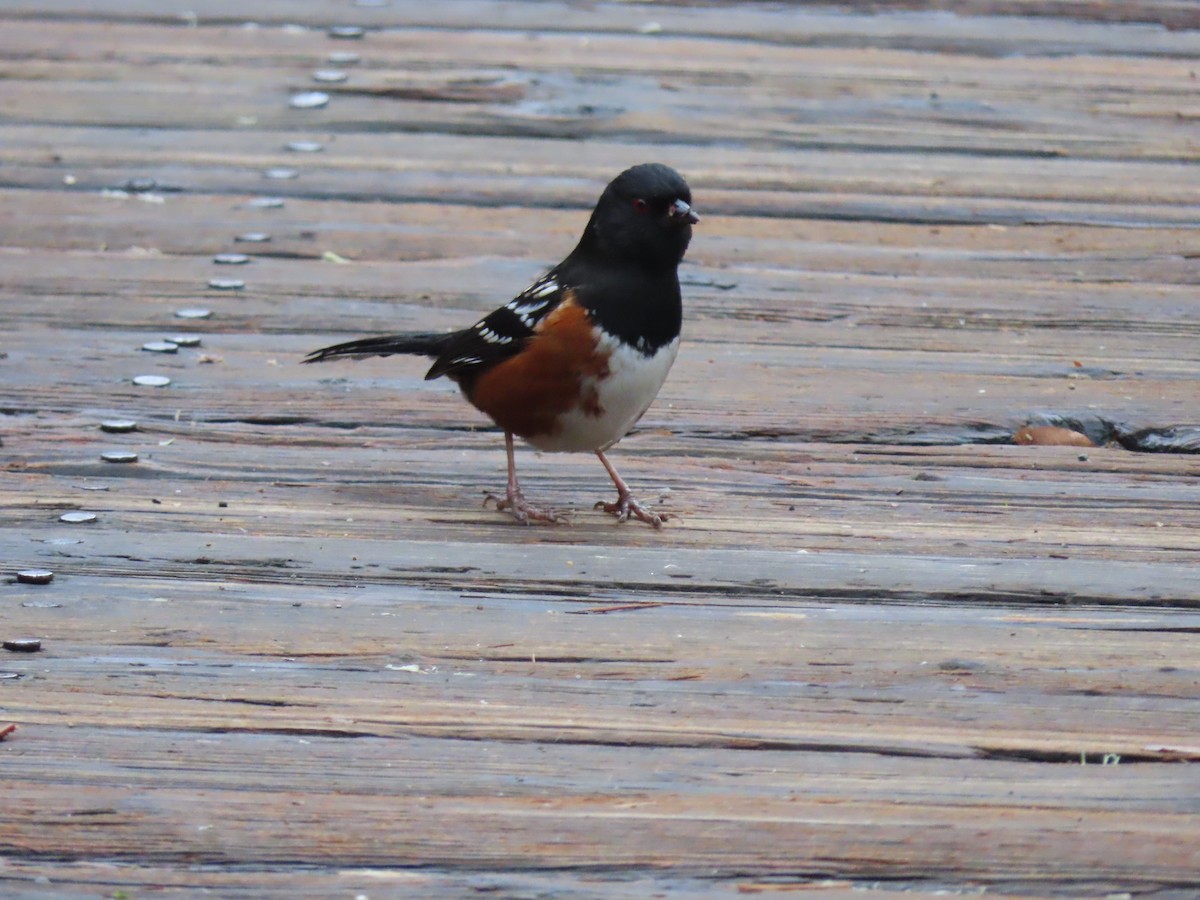 Spotted Towhee - ML628627744