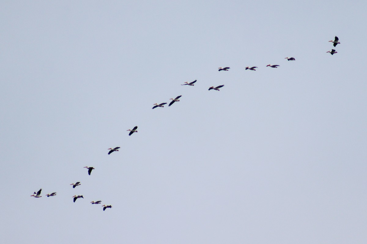American White Pelican - ML628627777