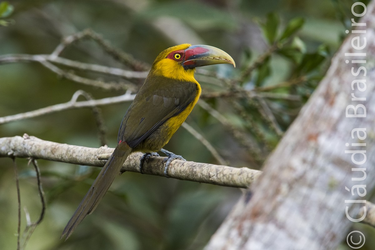 Saffron Toucanet - Claudia Brasileiro