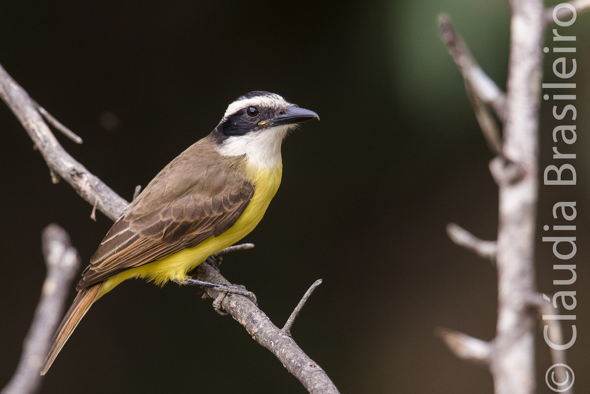 Great Kiskadee - ML62862801