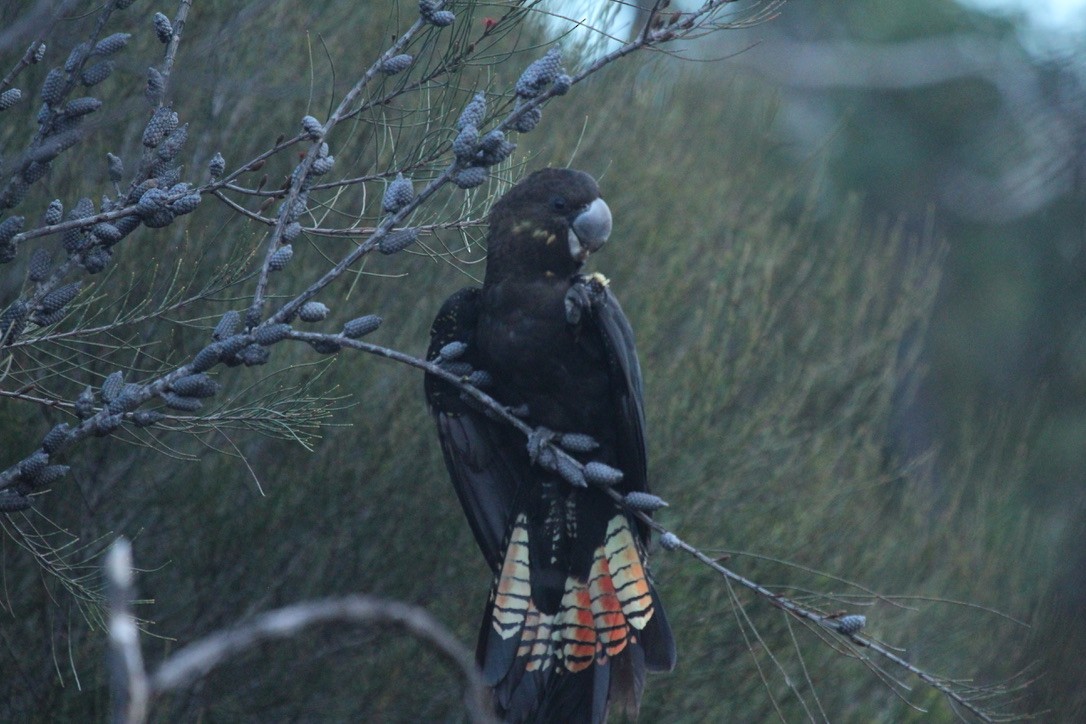 Glossy Black-Cockatoo - ML628628064