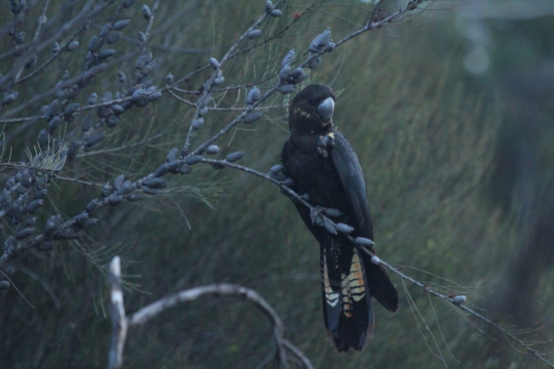 Glossy Black-Cockatoo - ML628628065