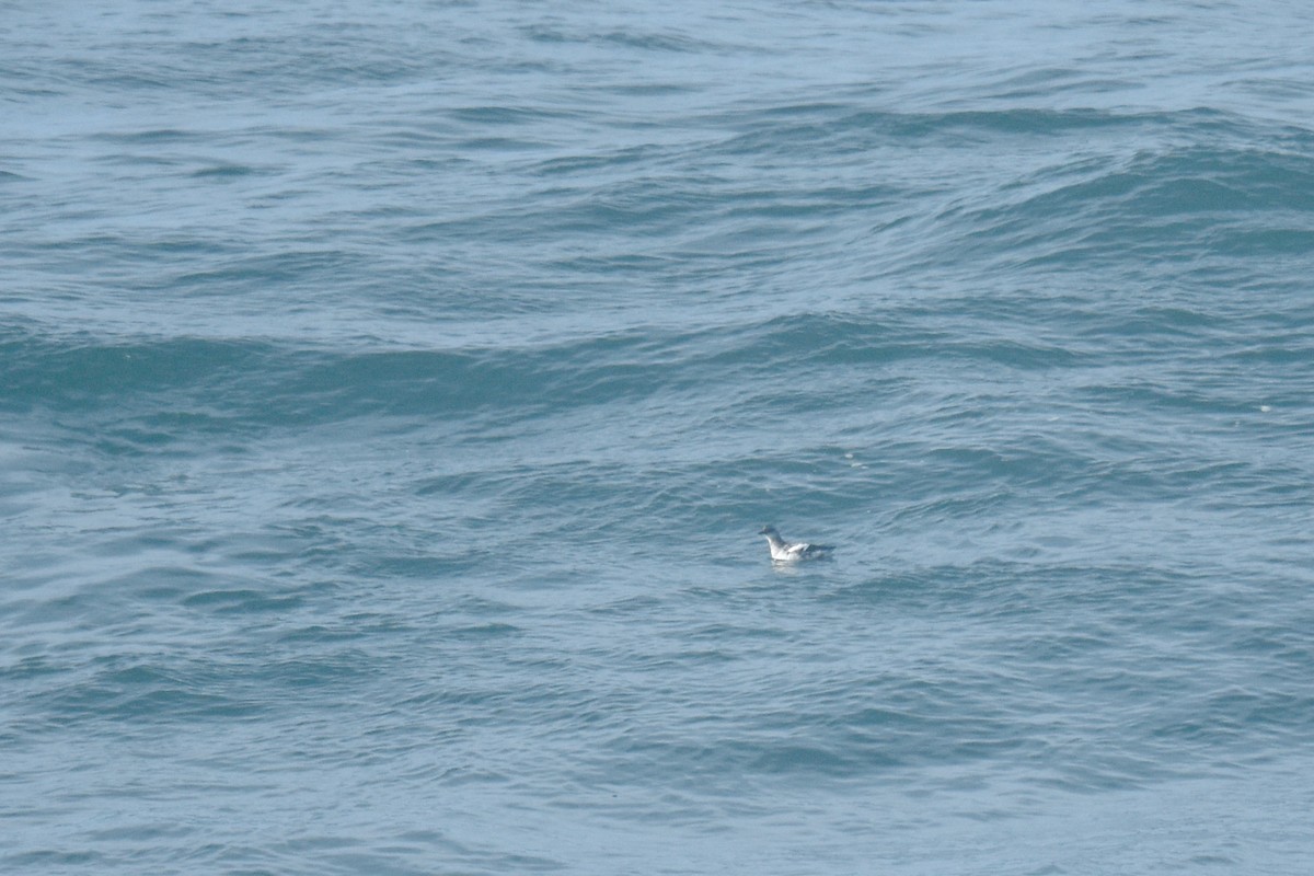 Pigeon Guillemot - ML628628094