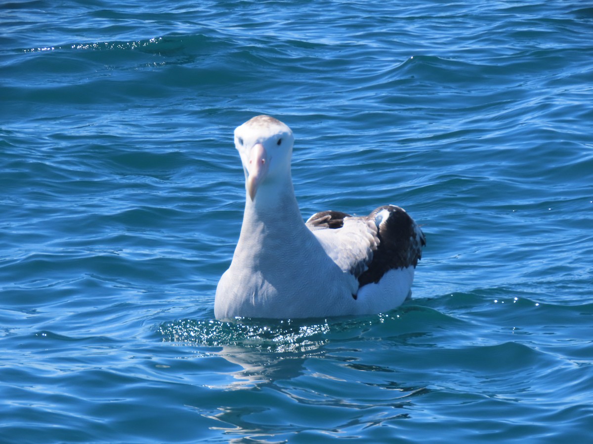 Albatros de Sanford - ML628628118