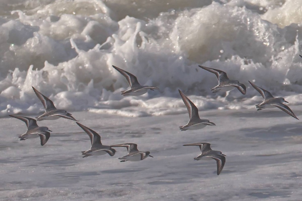 Sanderling - ML628628236