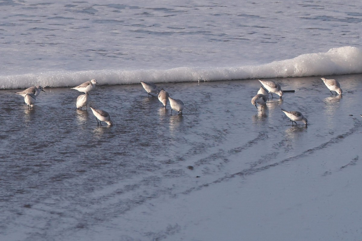 Sanderling - ML628628266