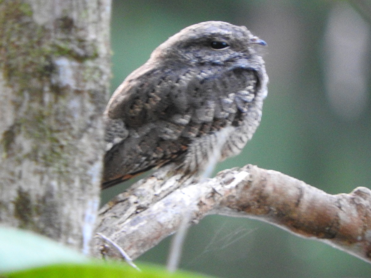 Ladder-tailed Nightjar - ML628628335