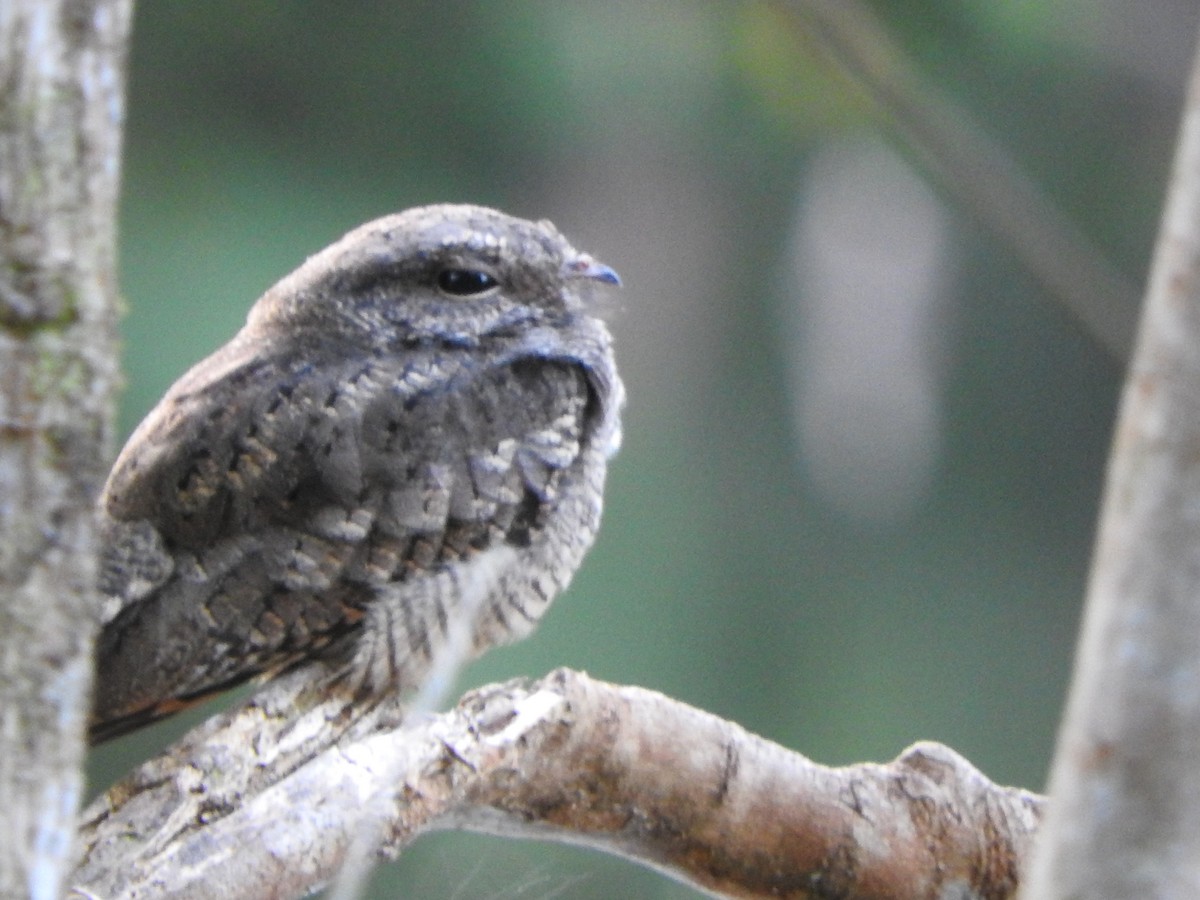 Ladder-tailed Nightjar - ML628628336