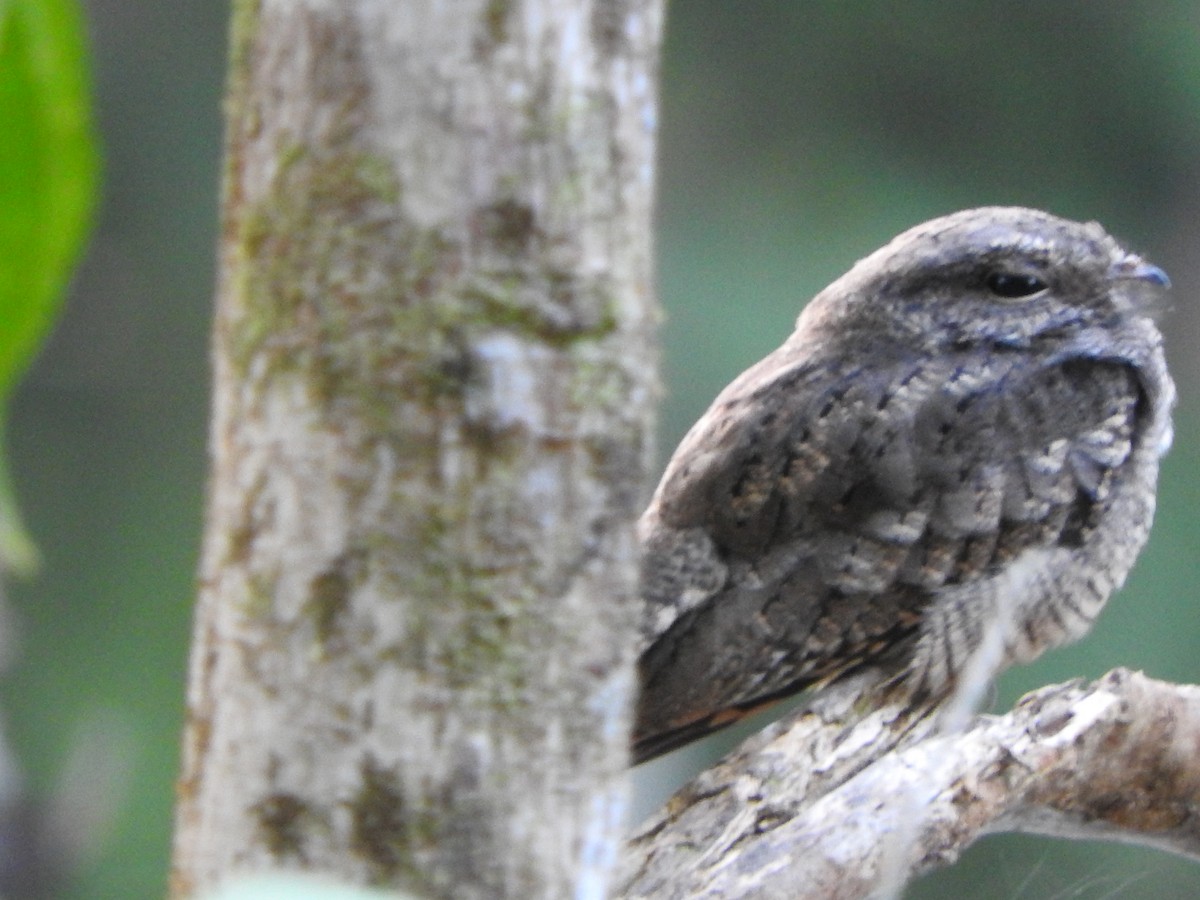 Ladder-tailed Nightjar - ML628628337